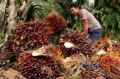 Ekspor RBD Palm Olein Dilarang, Gapki Khawatir Meluas ke CPO 